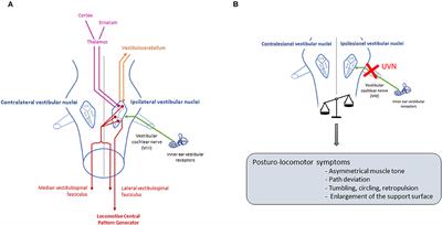 Identification of New Biomarkers of Posturo-Locomotor Instability in a Rodent Model of Vestibular Pathology